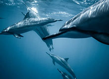 开云体育下载管理-姆比亚拿走MVP实至名归 队友：一般人根本撞不动他